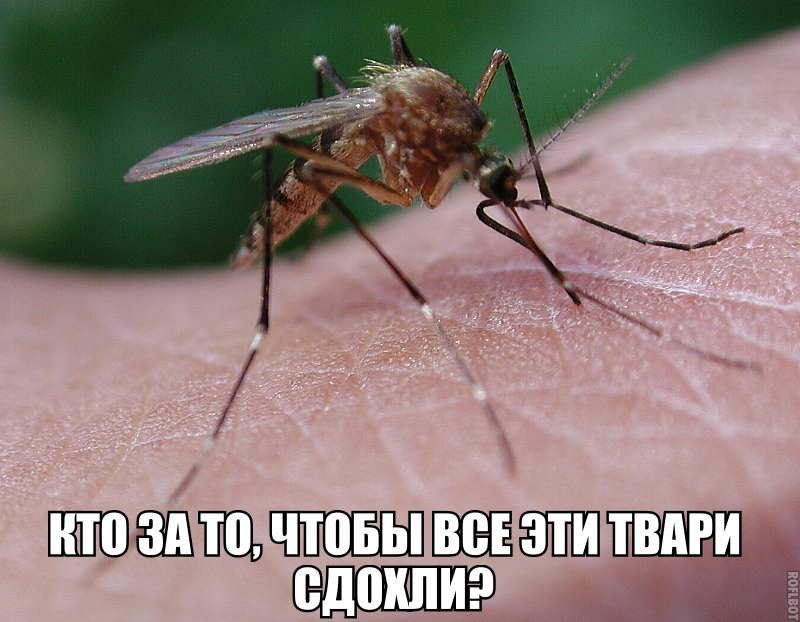КТО ЗАТО ЧТОБЫ ВСЕ ЭТИ ТВАРИ ОТР Е