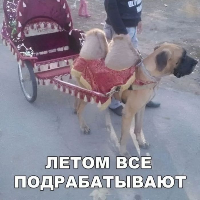 ЛЕТОМ ВСЕ ПОДРАБАТЫВАЮТ