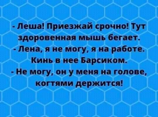 Леша! Приезжай срочно! Тут здоровенная мышь бегает. Лена, я не могу, я на работе. Кинь в нее Барсиком. Не могу, он у меня на голове, когтями держится!