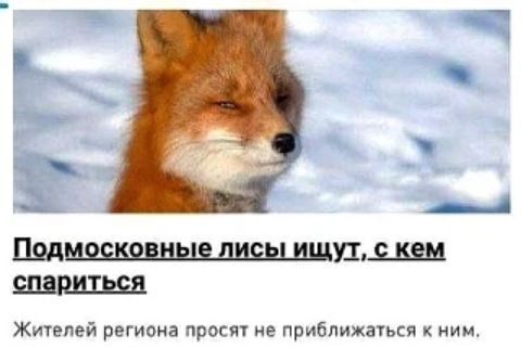 Подмосковные лисы ищут, с кем спариться. Жителей региона просят не приближаться к ним.