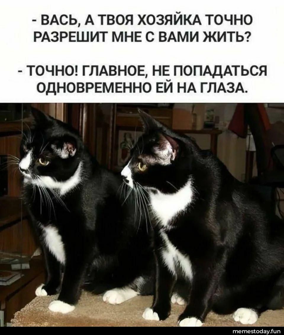 - ВАСЬ, А ТВОЯ ХОЗЯЙКА ТОЧНО РАЗРЕШИТ МНЕ С ВАМИ ЖИТЬ?
- ТОЧНО! ГЛАВНОЕ, НЕ ПОПАДАТЬСЯ ОДНОВРЕМЕННО ЕЙ НА ГЛАЗА.