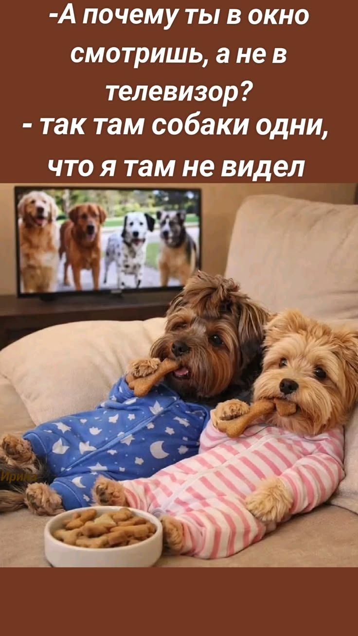 -А почему ты в окно смотришь, а не в телевизор?
- так там собаки одни, что я там не видел
