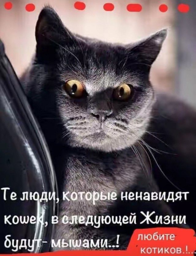 Те люди, которые ненавидят кошек, в следующей Жизни будут - мышами..! любите котиков..!