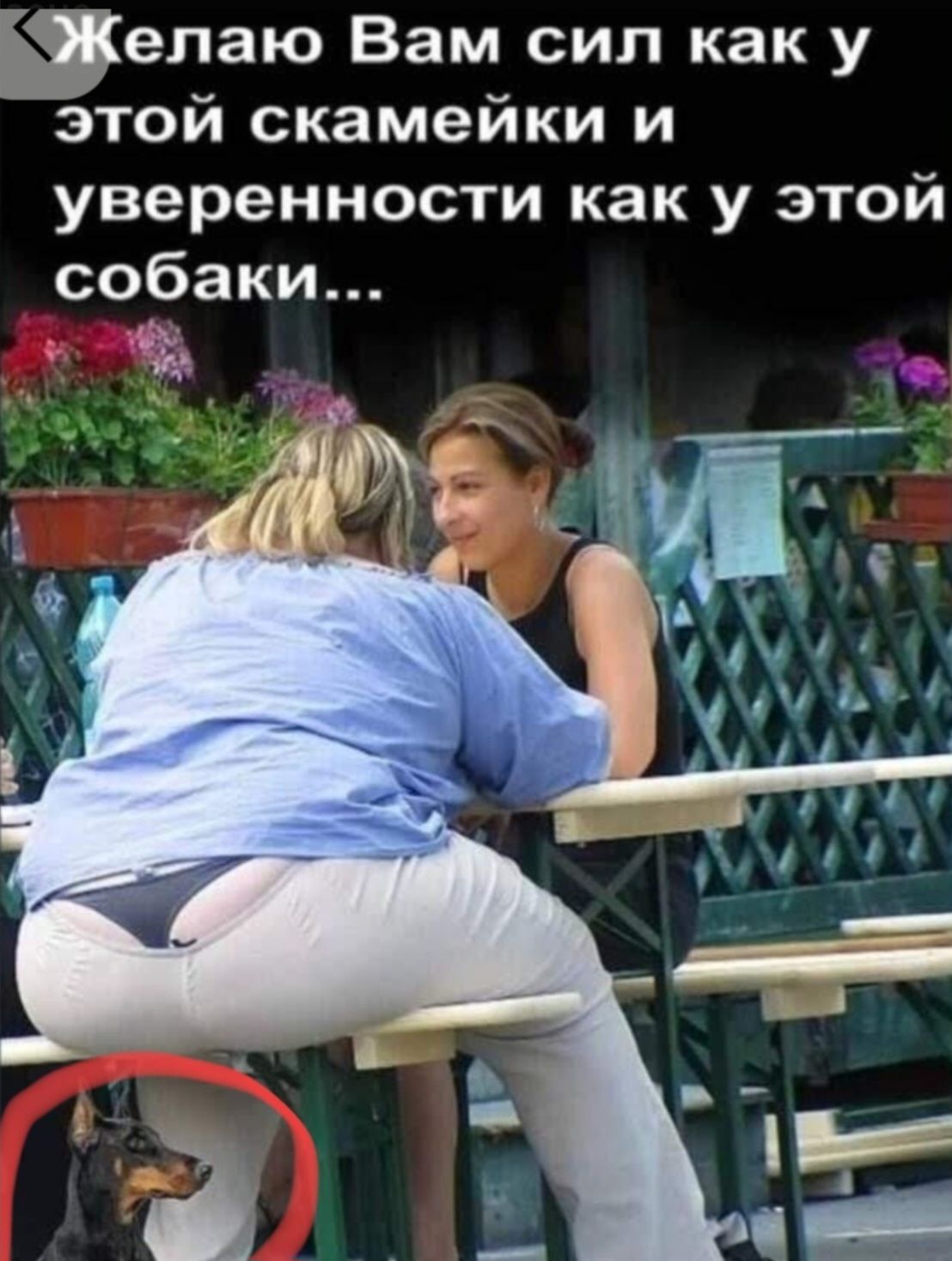 Желаю Вам сил как у этой скамейки и уверенности как у этой собаки...