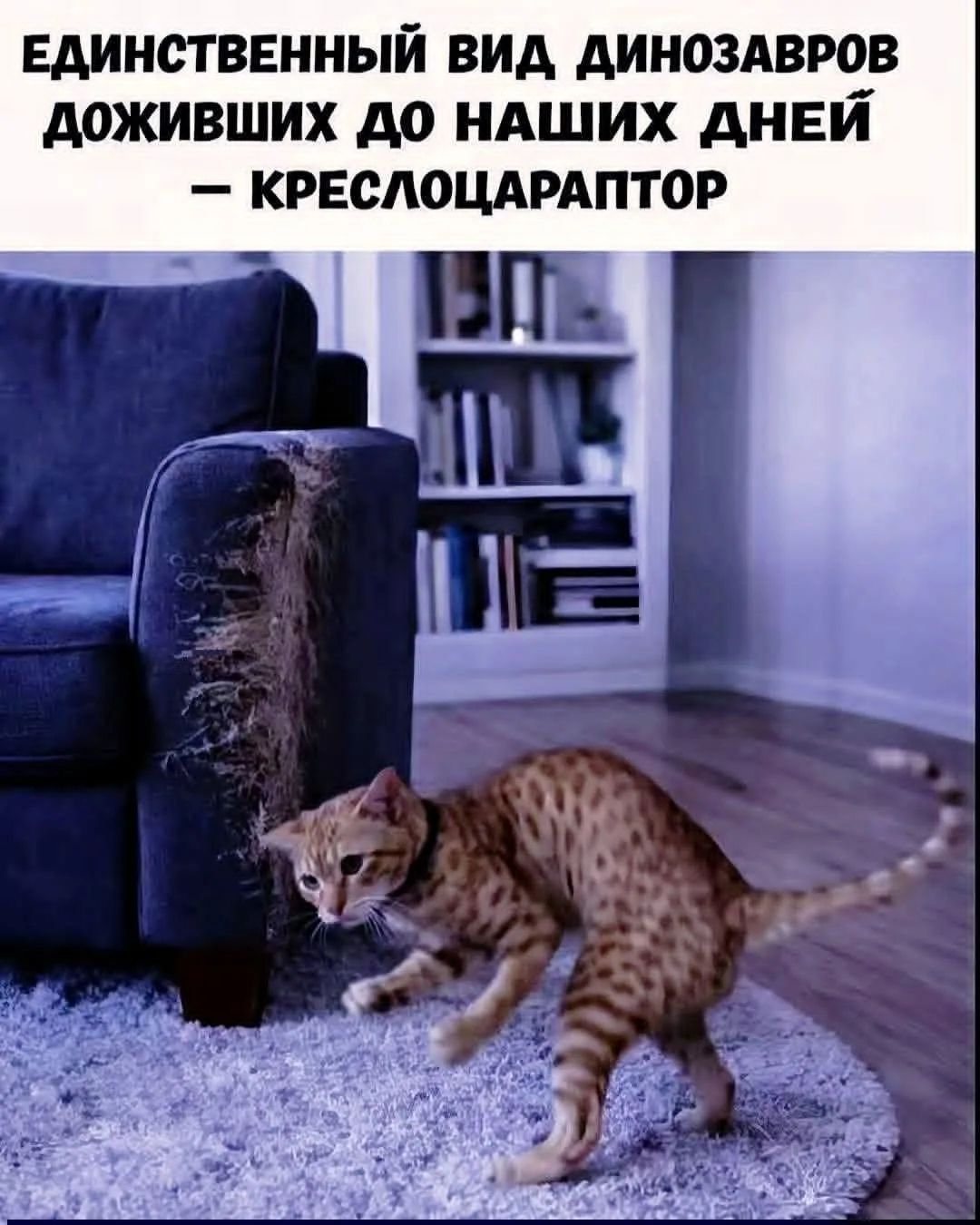ЕДИНСТВЕННЫЙ ВИД ДИНОЗАВРОВ ДОЖИВШИХ ДО НАШИХ ДНЕЙ — КРЕСЛОЦАРАПТОР