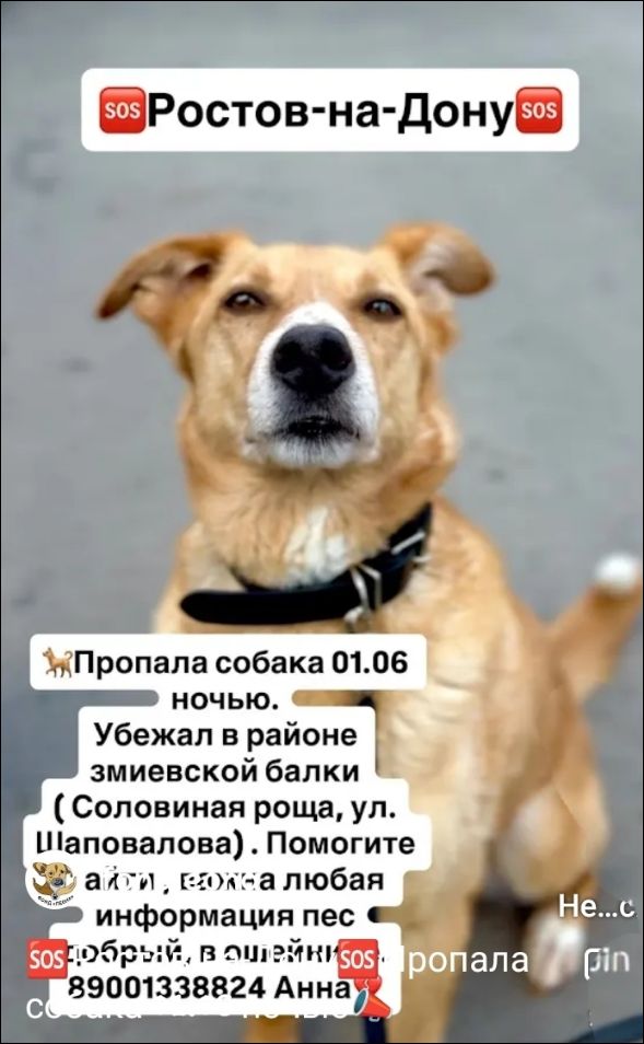SOS Ростов-на-Дону SOS. Пропала собака 01.06 ночью. Убежал в районе змиевской балки (Соловиная роща, ул. Шаповалова). Помогите найти, важна любая информация. Пес добрый, в ошейнике. 89001338824 Анна.