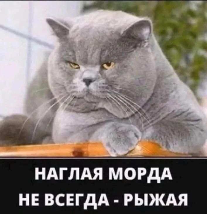 НАГЛАЯ МОРДА НЕ ВСЕГДА - РЫЖАЯ