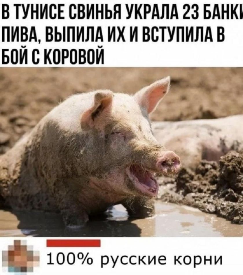 В ТУНИСЕ СВИНЬЯ УКРАЛА 23 БАНКИ ПИВА, ВЫПИЛА ИХ И ВСТУПИЛА В БОЙ С КОРОВОЙ. 100% русские корни.
