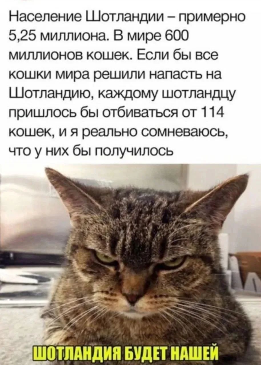 Население Шотландии – примерно 5,25 миллиона. В мире 600 миллионов кошек. Если бы все кошки мира решили напасть на Шотландию, каждому шотландцу пришлось бы отбиваться от 114 кошек, и я реально сомневаюсь, что у них бы получилось. ШОТЛАНДИЯ БУДЕТ НАШЕЙ