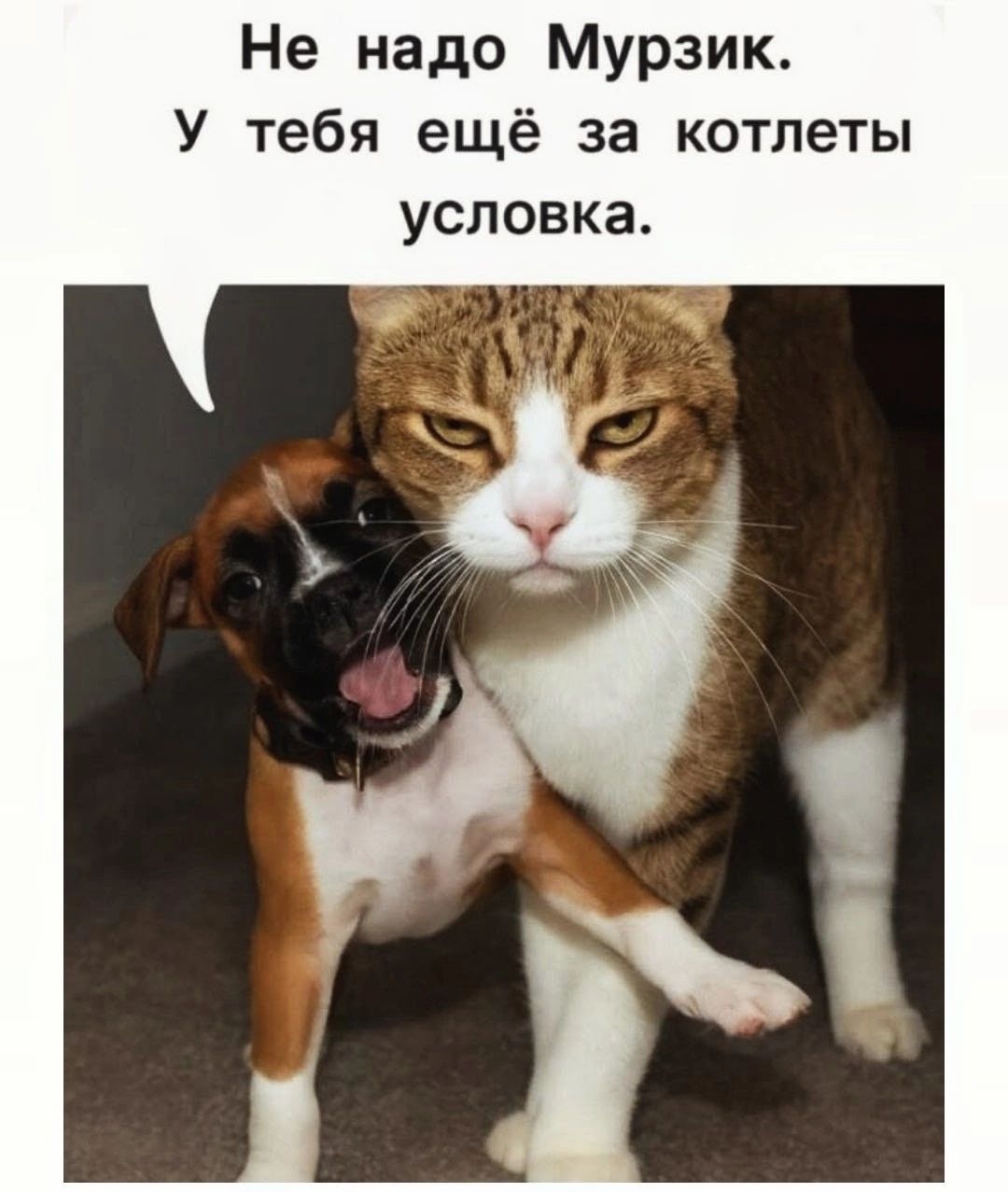 Не надо Мурзик. У тебя ещё за котлеты условка.