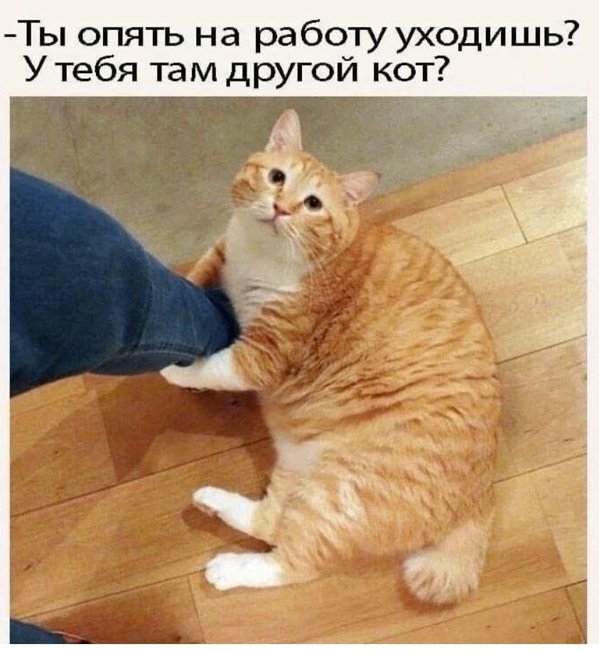 Ты опять на работу уходишь? У тебя там другой кот?