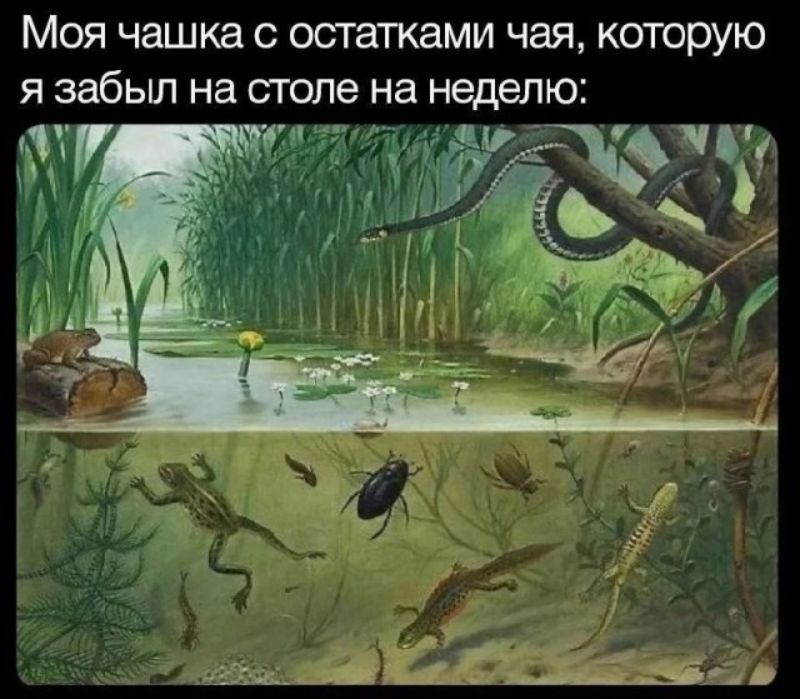 Моя чашка с остатками чая, которую я забыл на столе на неделю: