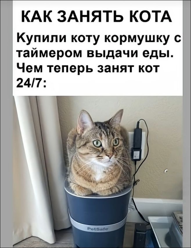 КАК ЗАНЯТЬ КОТА Купили коту кормушку с таймером выдачи еды. Чем теперь занят кот 24/7: