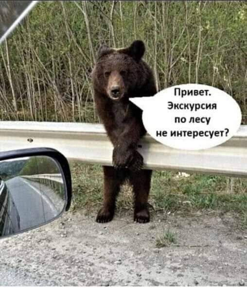 Привет. Экскурсия по лесу не интересует?