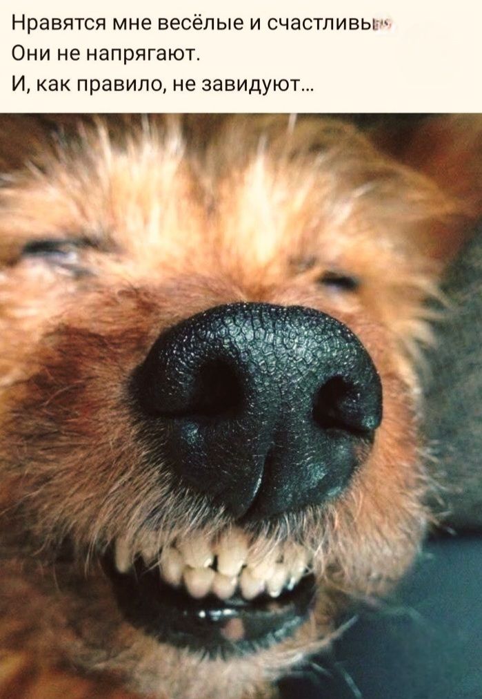 Нравятся мне весёлые и счастливые. Они не напрягают. И, как правило, не завидуют...