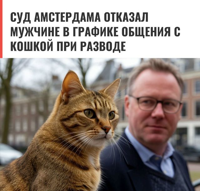Суд Амстердама отказал мужчине в графике общения с кошкой при разводе