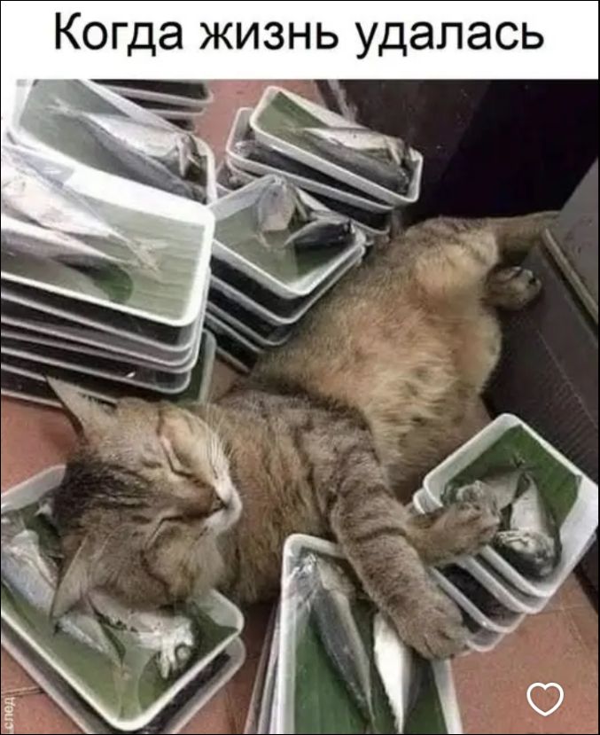 Когда жизнь удалась