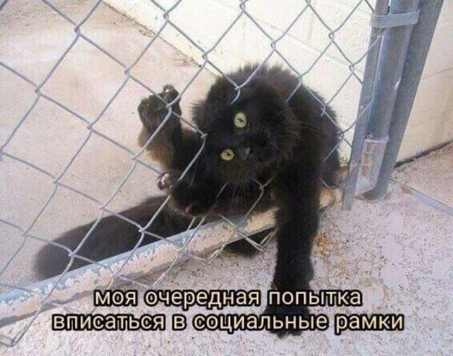 Моя очередная попытка вписаться в социальные рамки