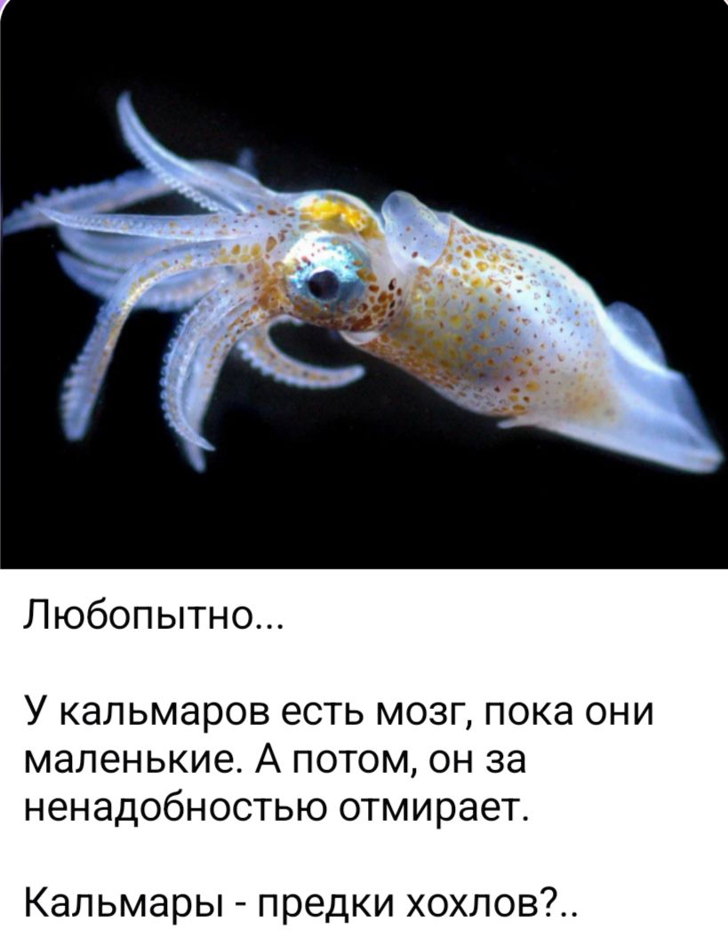 Любопытно... У кальмаров есть мозг, пока они маленькие. А потом, он за ненадобностью отмирает. Кальмары - предки хохлов?..