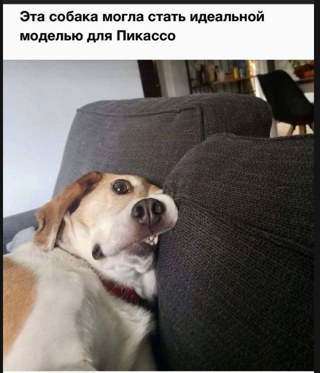 Эта собака могла стать идеальной моделью для Пикассо