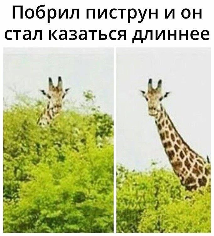 Побрил пиструн и он стал казаться длиннее. На картинке жираф, выглядывающий из кустов, до и после того, как кусты 