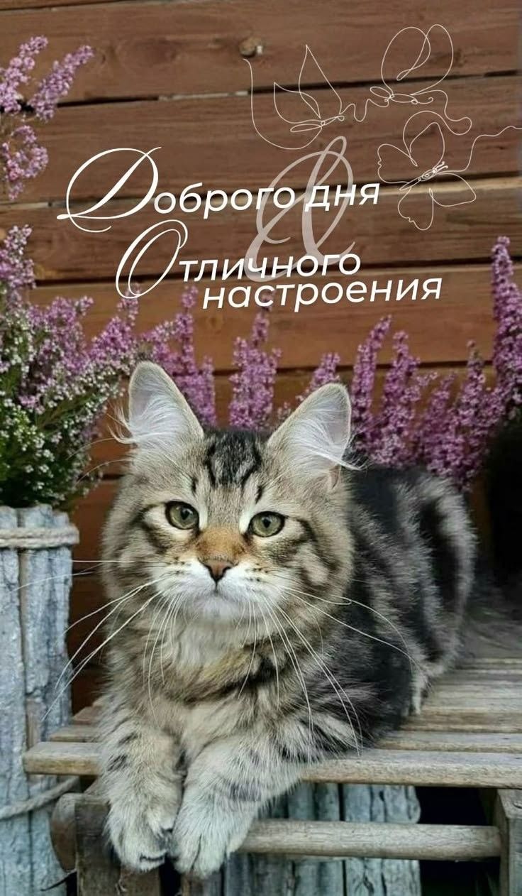 Доброго дня, отличного настроения