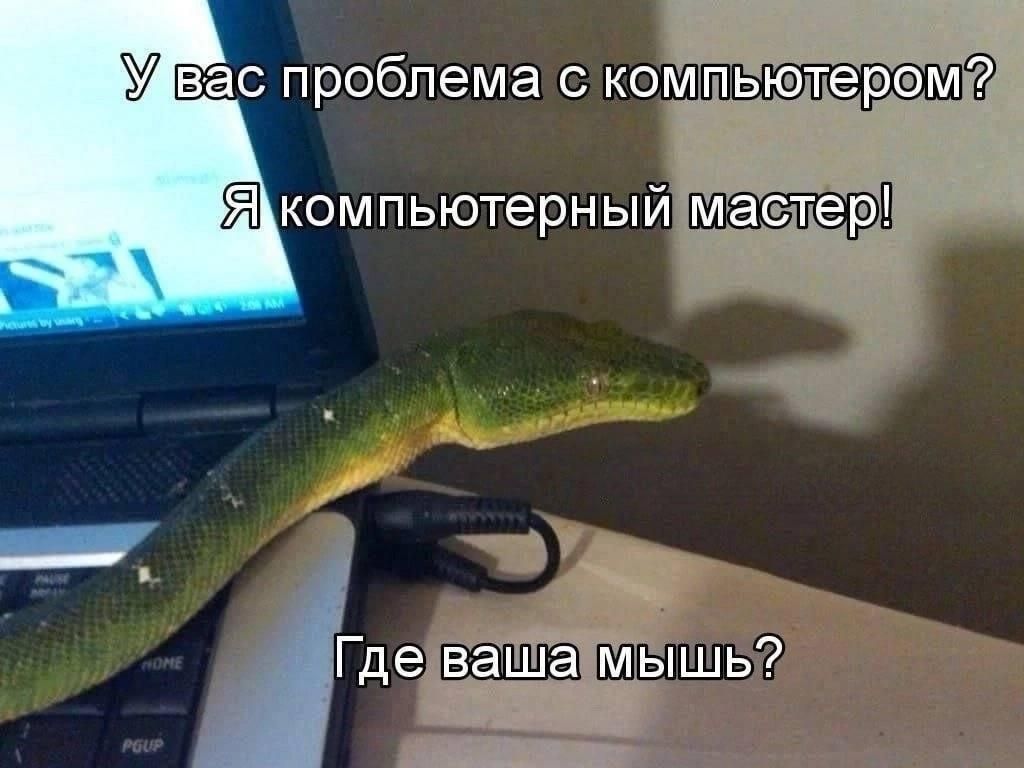 У вас проблема с компьютером? Я компьютерный мастер! Где ваша мышь?