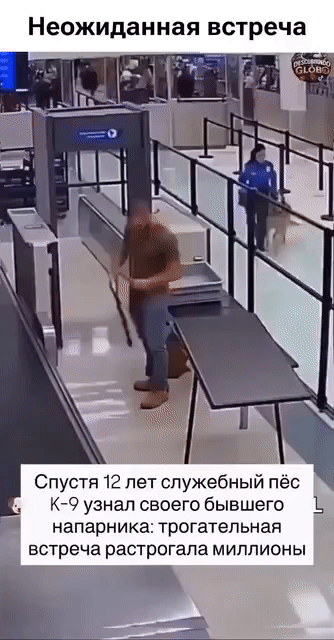 Неожиданная встреча. Спустя 12 лет служебный пёс К-9 узнал своего бывшего напарника: трогательная встреча растрогала миллионы