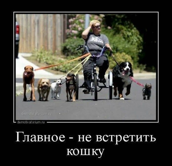 Главное - не встретить кошку