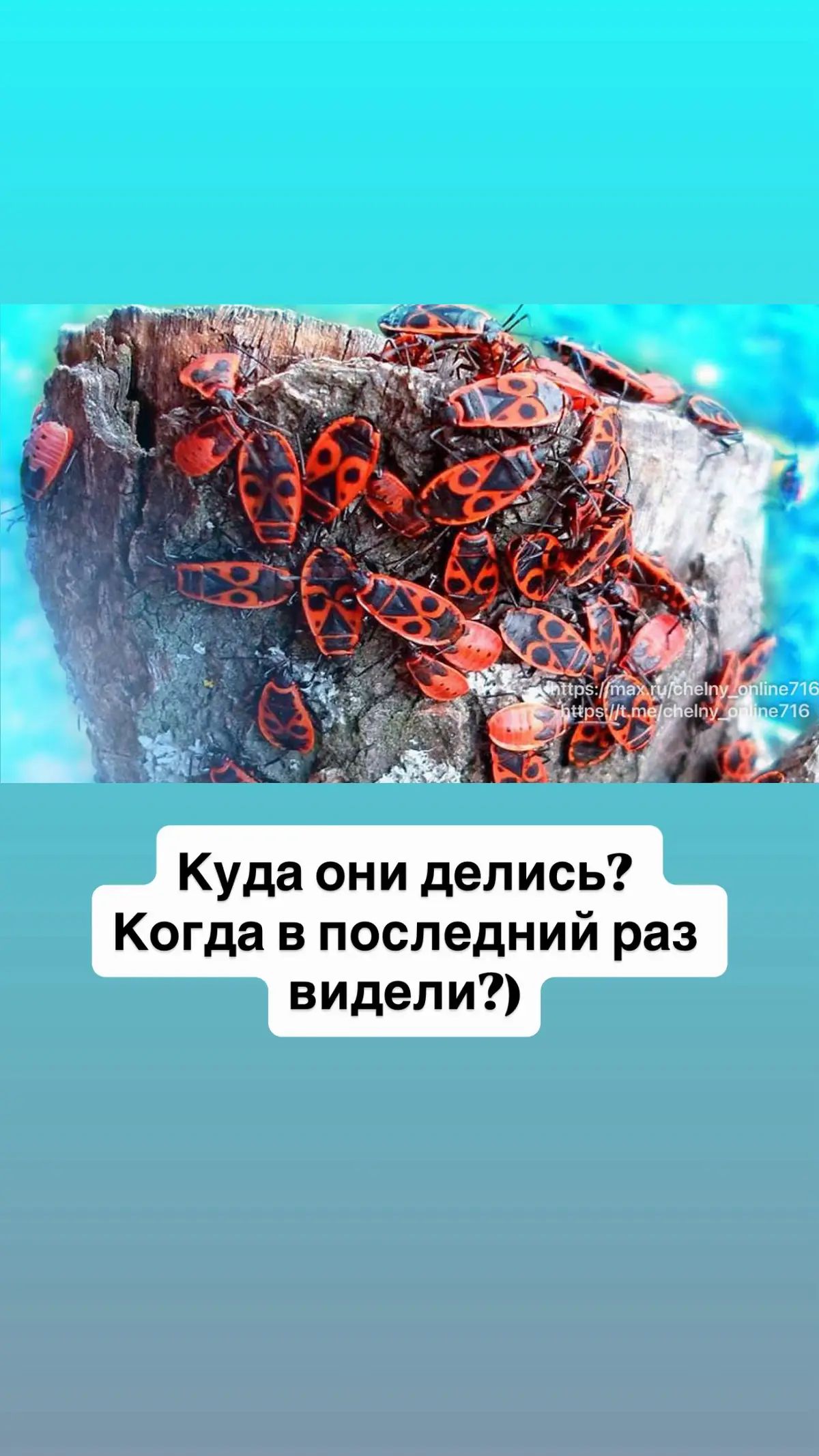Куда они делись? Когда в последний раз видели?