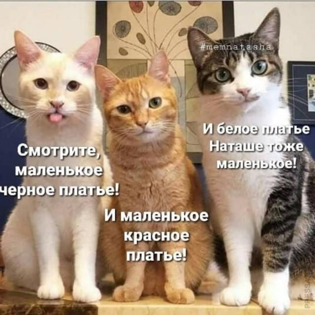 Смотрите, маленькое черное платье! И маленькое красное платье! И белое платье Наташе тоже маленькое! #memnatasha