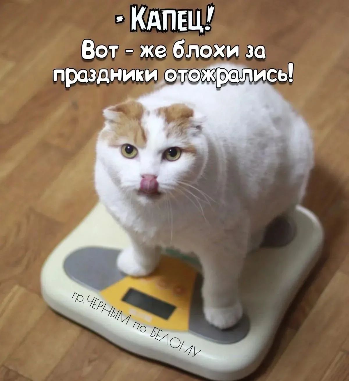 КАПЕЦ! Вот - же блохи за праздники отожрались! гр. ЧЕРНЫМ по БЕЛОМУ