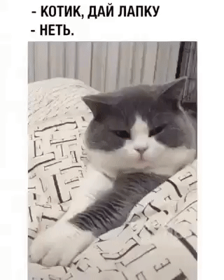 КОТИК, ДАЙ ЛАПКУ НЕТ.