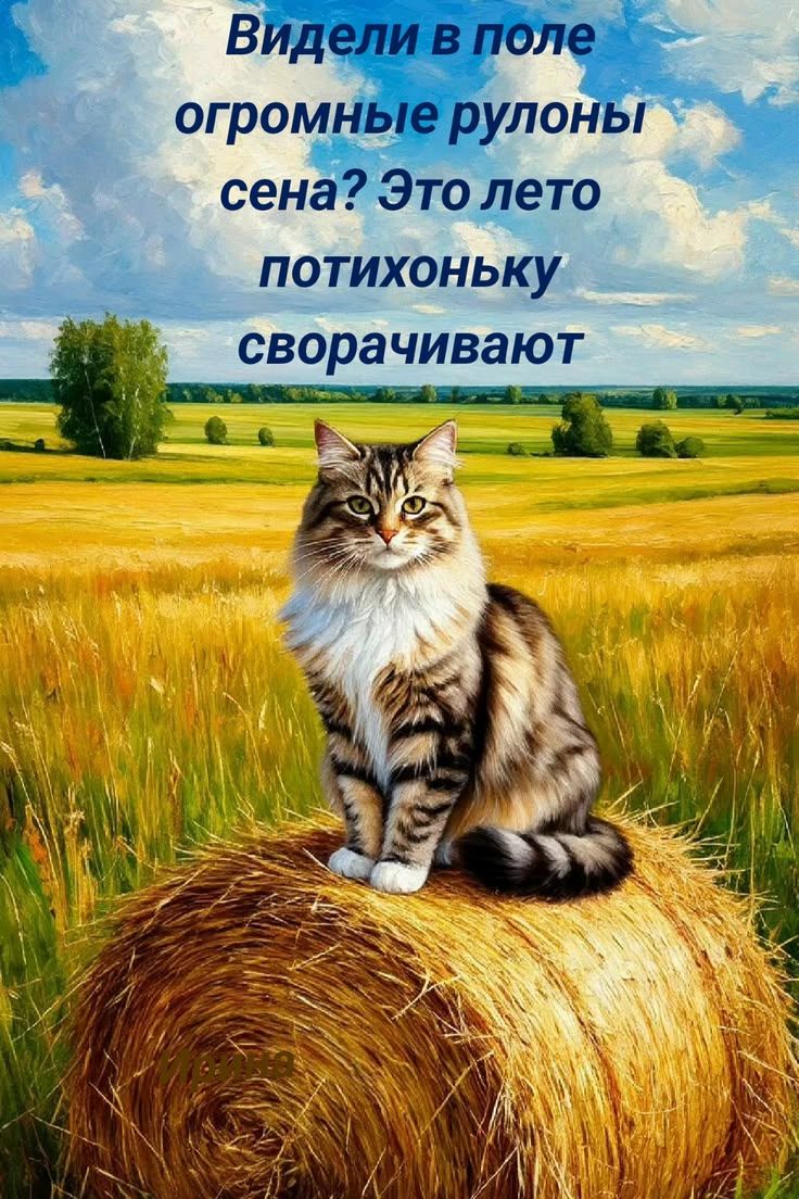 Видели в поле огромные рулоны сена? Это лето потихоньку сворачивают