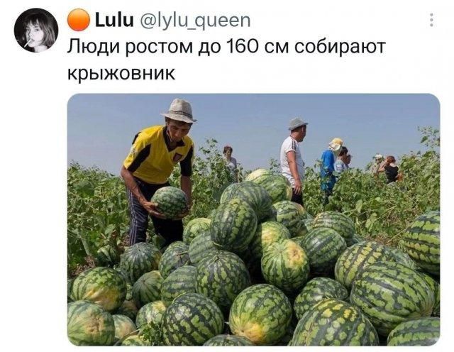 Люди ростом до 160 см собирают крыжовник