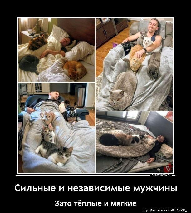 Сильные и независимые мужчины Зато тёплые и мягкие demotions.ru by Демотиватор АМУР_