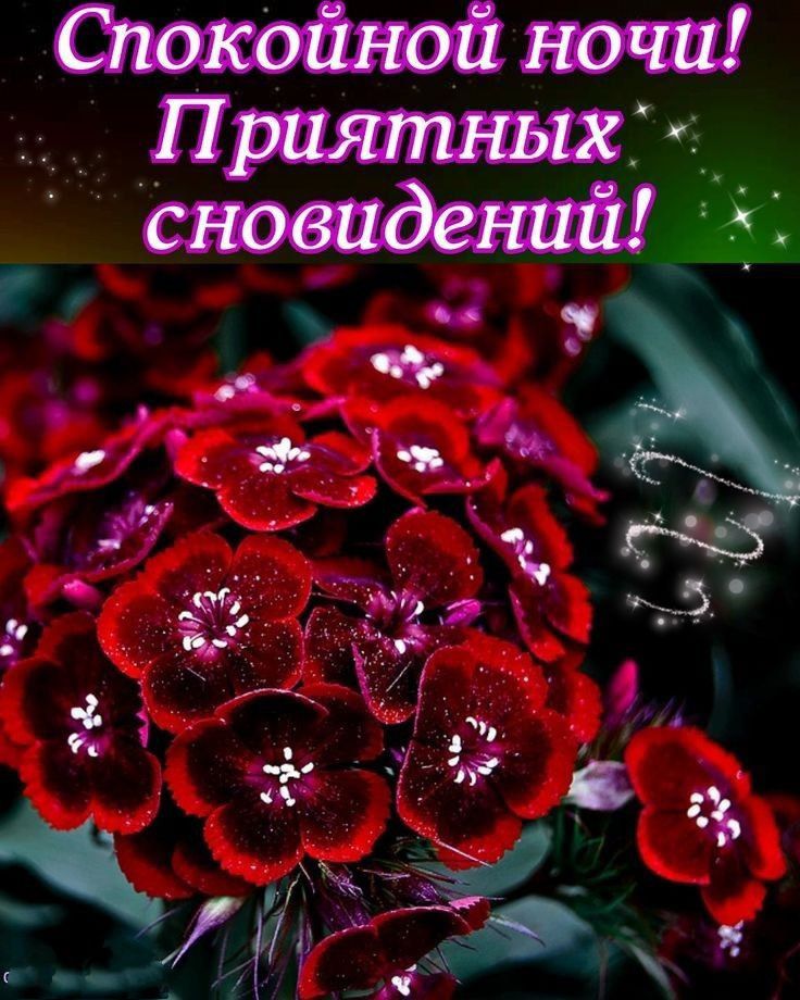 Спокойной ночи! Приятных сновидений!