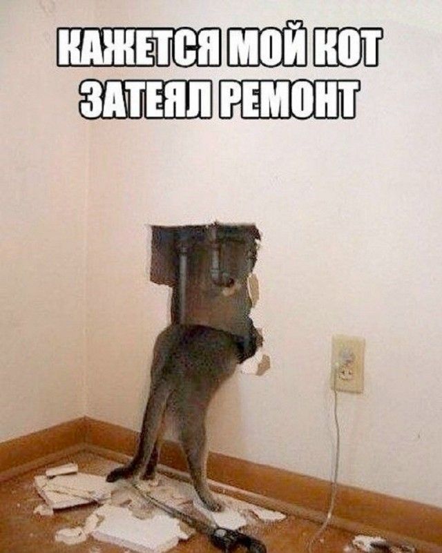 КАЖЕТСЯ МОЙ КОТ ЗАТЕЯЛ РЕМОНТ. На изображении кот просунул голову в дыру в стене, вокруг обломки штукатурки.