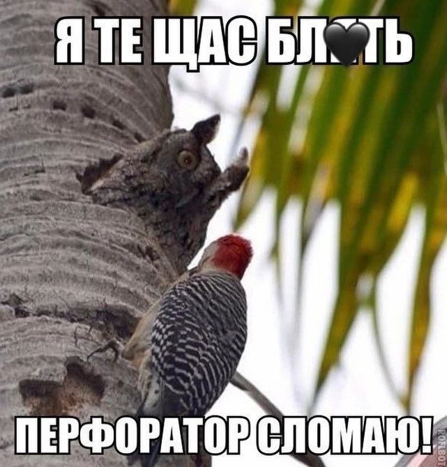 Я ТЕ ЩАС БЛ❤ТЬ ПЕРФОРАТОР СЛОМАЮ!