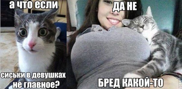 а что если сиськи в девушках не главное? да не бред какой-то