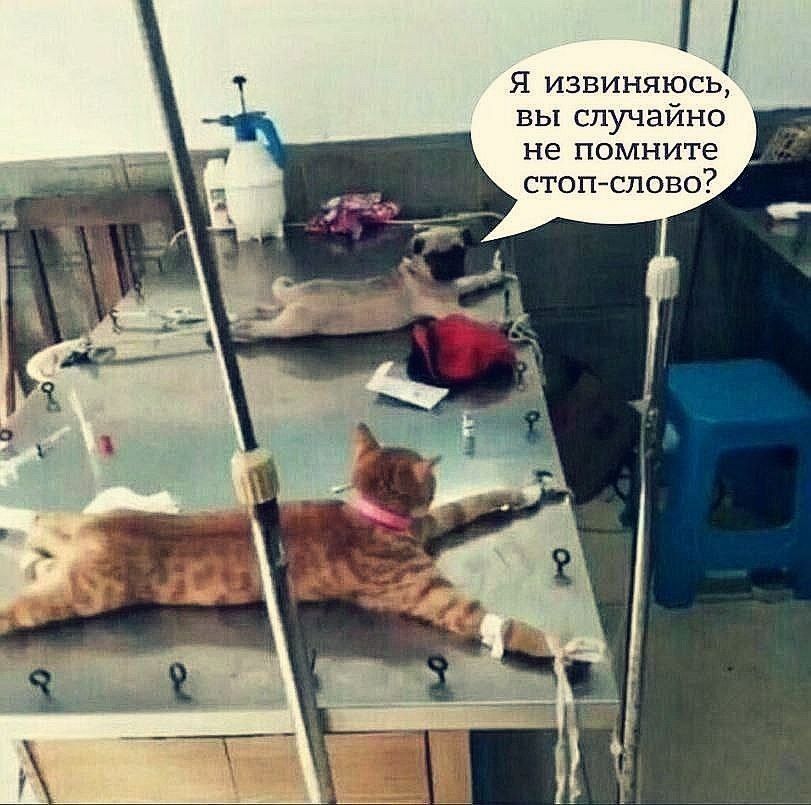 Я извиняюсь, вы случайно не помните стоп-слово?