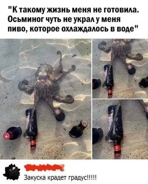 К такому жизнь меня не готовила. Осьминог чуть не украл у меня пиво, которое охлаждалось в воде. Закуска крадет градус!!!!