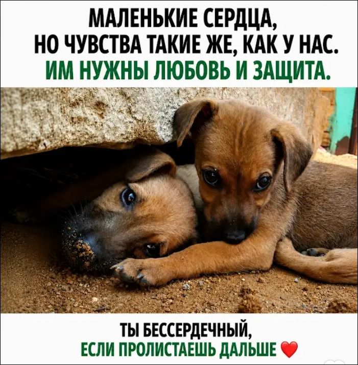 МАЛЕНЬКИЕ СЕРДЦА, НО ЧУВСТВА ТАКИЕ ЖЕ, КАК У НАС. ИМ НУЖНЫ ЛЮБОВЬ И ЗАЩИТА. ТЫ БЕССЕРДЕЧНЫЙ, ЕСЛИ ПРОЛИСТАЕШЬ ДАЛЬШЕ ❤️