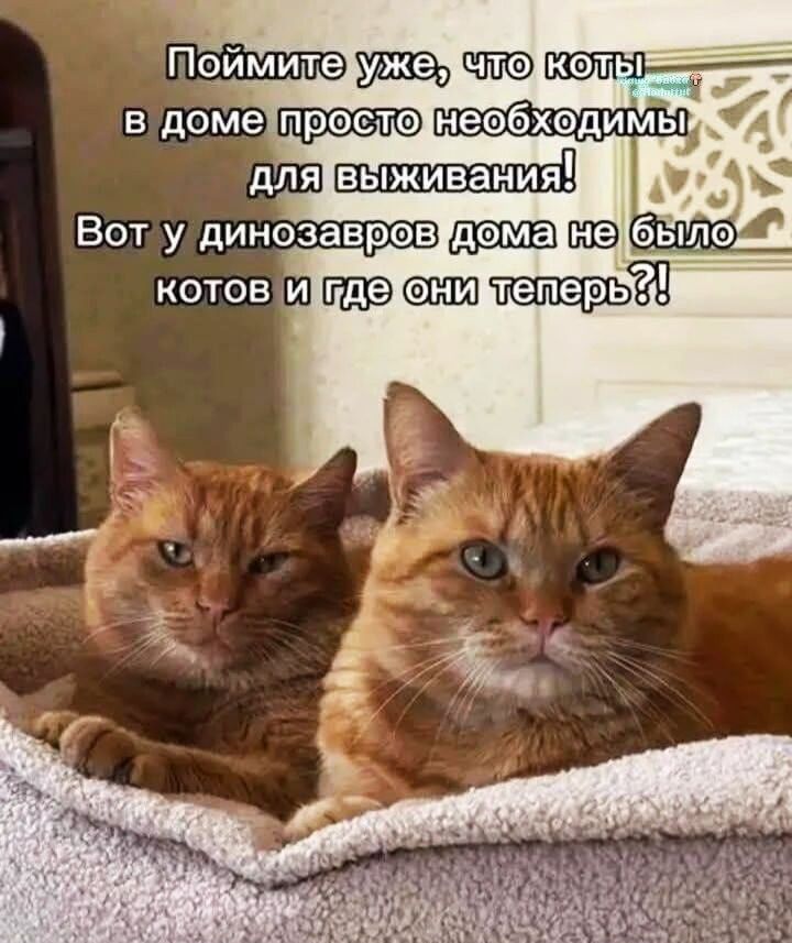 Поймите уже, что коты в доме просто необходимы для выживания! Вот у динозавров дома не было котов и где они теперь?!