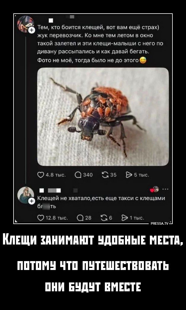 Тем, кто боится клещей, вот вам ещё страх жук перевозчик. Ко мне тем летом в окно такой залетел и эти клещи-малыши с него по дивану рассыпались и как давай бегать. Фото не моё, тогда было не до этого Клещей не хватало, есть еще такси с клещами блять Клещи занимают удобные места, потому что путешествовать они будут вместе PRESSA.TV