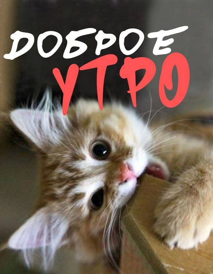 ДОБРОЕ УТРО
