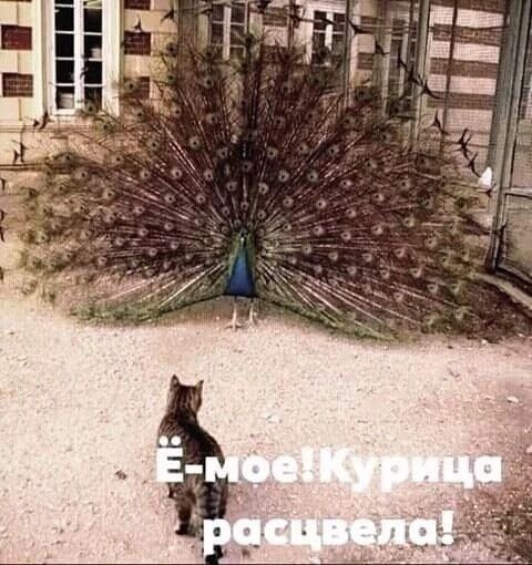 Е-мое! Курица расцвела!