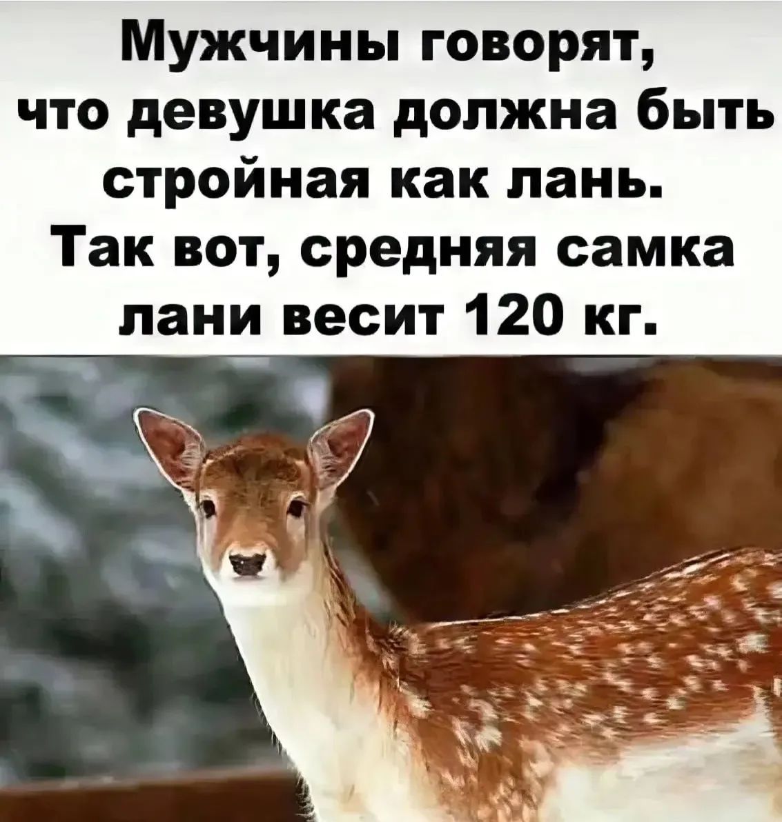 Мужчины говорят, что девушка должна быть стройная как лань. Так вот, средняя самка лани весит 120 кг.