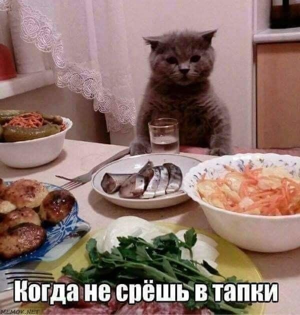 Когда не срёшь в тапки