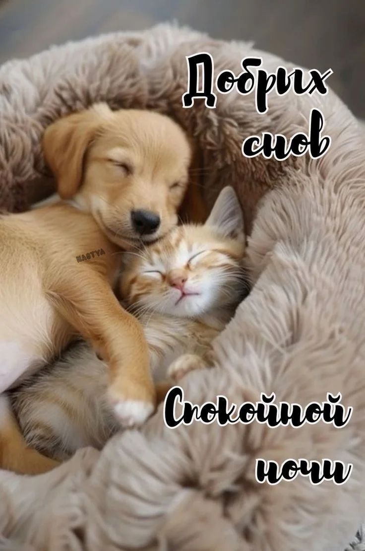 Добрых снов Спокойной ночи NASTYA